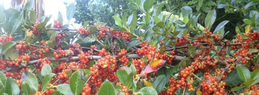 【開始旅程】紐西蘭本土植物-緯度這麼高的紐西蘭也有咖啡樹？