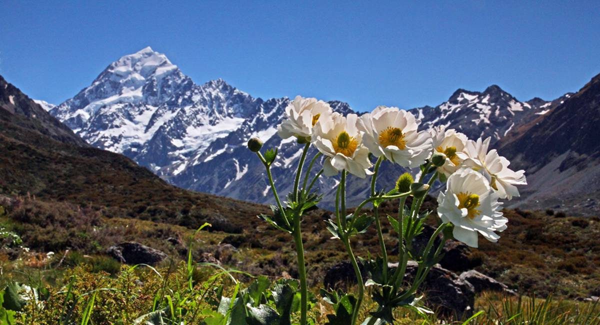 【開始旅程】旅行中常見的紐西蘭本土植物